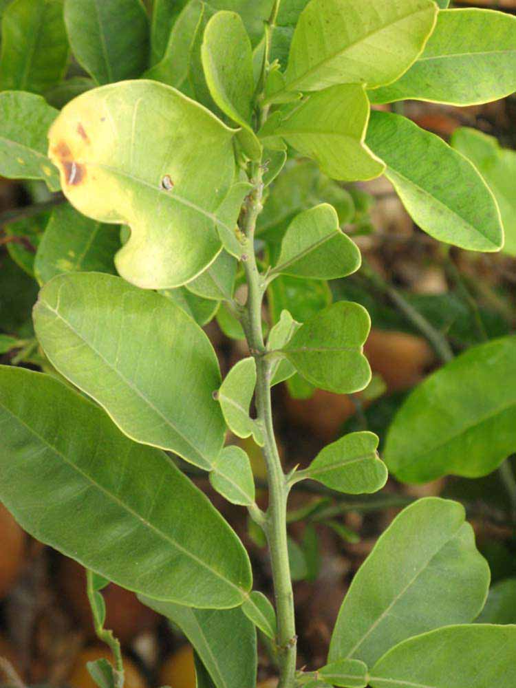              Sun leaves (Riverside, CA)       